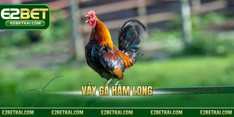 Vảy gà Hàm Long